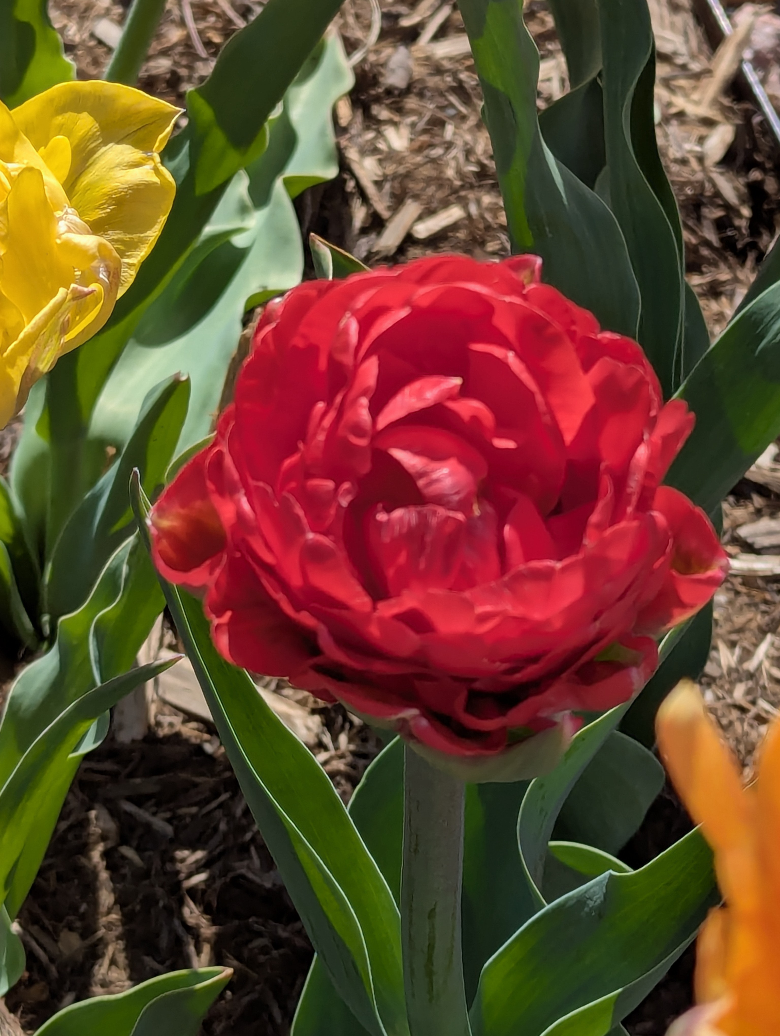Garden, Flowers, Morrison, Colorado